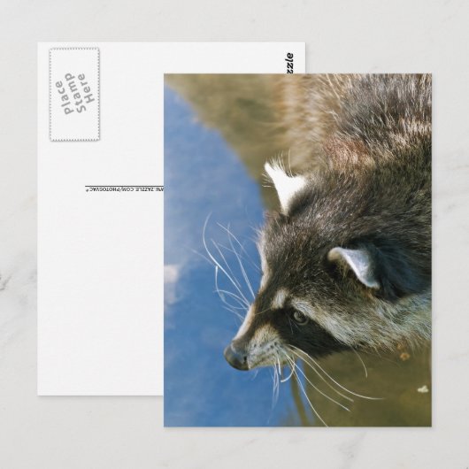 ラクーン ポストカード (正面/裏面)