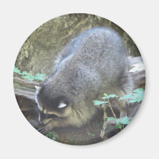 ラクーン マグネット