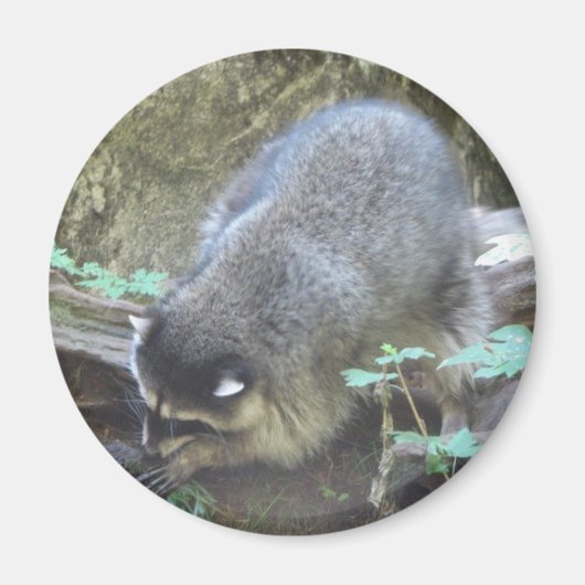 ラクーン マグネット (正面)