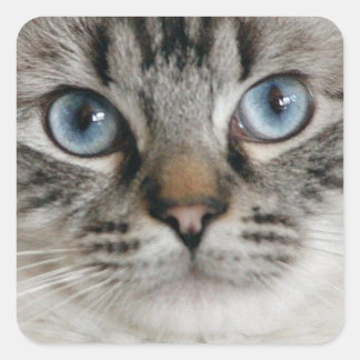 ラグドールの子猫ステッカー スクエアシール