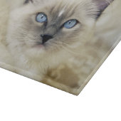 ラグドールの子猫 カッティングボード (角)