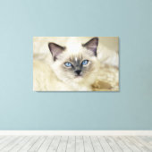ラグドールの子猫 キャンバスプリント (インサイチュ (ウッドフロア))