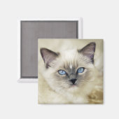 ラグドールの子猫 マグネット (正面/裏面)