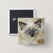 ラグドールの子猫 缶バッジ (正面&裏面)