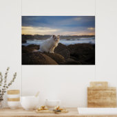 ラグドールキャットアットザビーチ ポスター (キッチン)