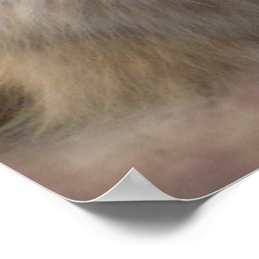 ラグドール保持独身のバラ ポスター (角)