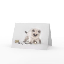 ラグドール子猫クリスマスカード