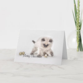 ラグドール子猫クリスマスカード シーズンカード