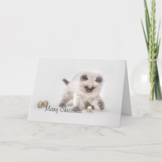 ラグドール子猫クリスマスカード シーズンカード (正面)