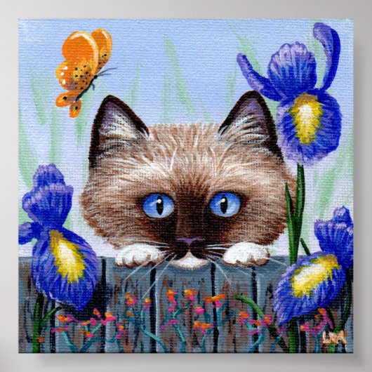 ラグドール子猫シャメスビルマ ポスター (正面)