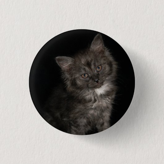ラグドール子猫ラグドール猫顔白黒子猫 缶バッジ (正面)