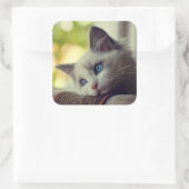 ラグドール子猫 スクエアシール (バッグ)