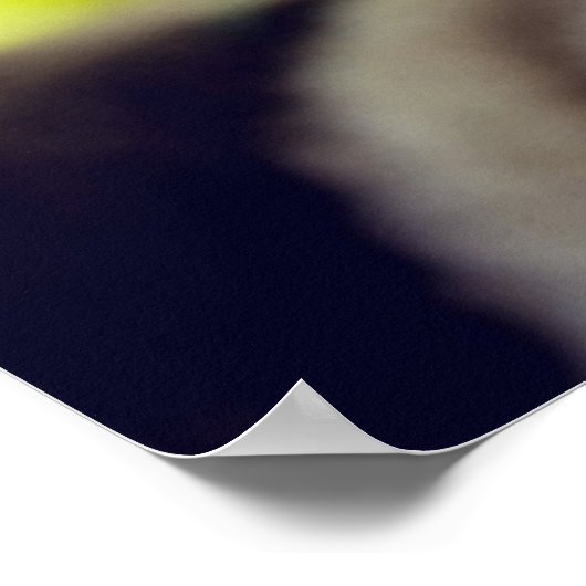 ラグドール子猫 ポスター (角)