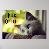 ラグドール子猫 ポスター (正面)