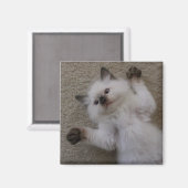 ラグドール子猫 マグネット (正面/裏面)