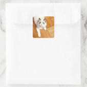 ラグドール猫が床に、高いビュー スクエアシール (バッグ)