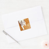 ラグドール猫が床に、高いビュー スクエアシール (封筒)