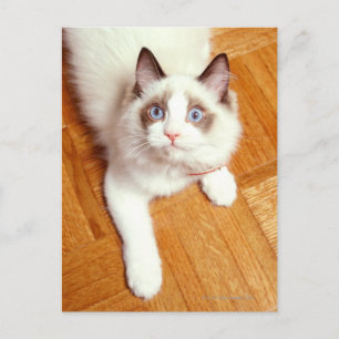 ラグドール猫が床に、高いビュー ポストカード