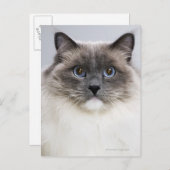 ラグドール猫ポートレート ポストカード (正面/裏面)