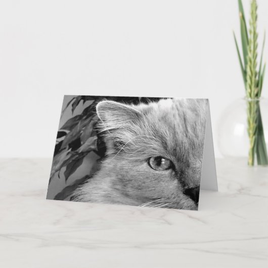 ラグドール猫、カード カード (正面)