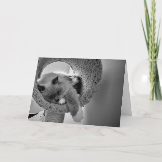 ラグドール猫、カード カード (正面)