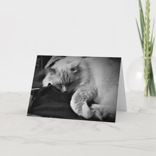 ラグドール猫/ノワール カード (正面)