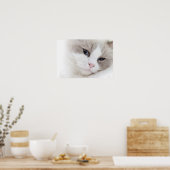 ラグドール猫 ポスター (キッチン)