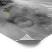 ラグドール猫 ポスター (角)