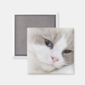 ラグドール猫 マグネット (正面/裏面)