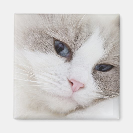 ラグドール猫 マグネット (正面)