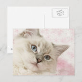 ラグドール葉書 ポストカード (正面/裏面)
