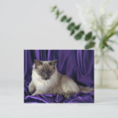 ラグドール、ブルーポイント ポストカード (スタンド正面)