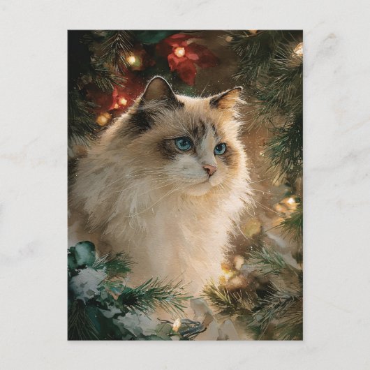 ラグドール 猫 クリスマス ポストカード (正面)