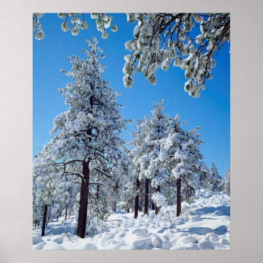 ラグナ山脈の雪に覆われた木々 ポスター (正面)