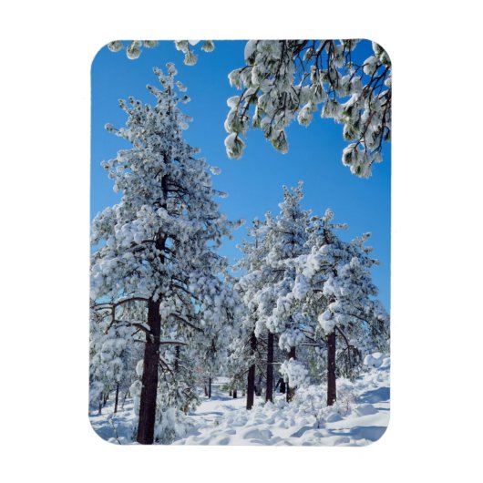 ラグナ山脈の雪に覆われた木々 マグネット (縦)
