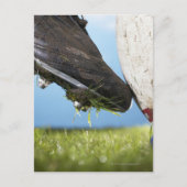 ラグビー選手がボールをTから蹴り出し、クローズアップ ポストカード (正面)