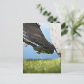 ラグビー選手がボールをTから蹴り出し、クローズアップ ポストカード (スタンド正面)