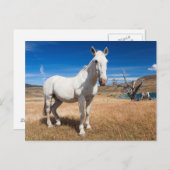 ラグーナ・アズール、馬のいる風景 ポストカード (正面/裏面)