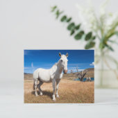 ラグーナ・アズール、馬のいる風景 ポストカード (スタンド正面)