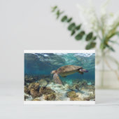 ラグーンパラダイス島で泳ぐウミガメ ポストカード (スタンド正面)