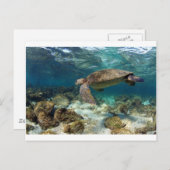 ラグーンパラダイス島で泳ぐウミガメ ポストカード (正面/裏面)