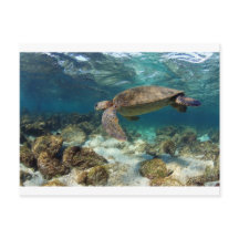 ラグーンパラダイス島で泳ぐウミガメ