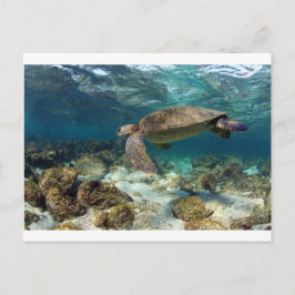 ラグーンパラダイス島で泳ぐウミガメ ポストカード