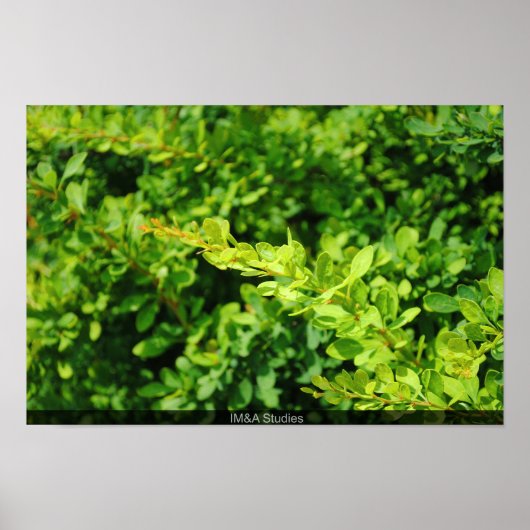 ラグーン近くのブッシュ。 ポスター (正面)