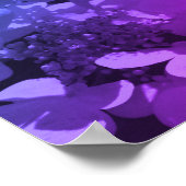 ラケチャップアジサイ花ブラックとホワイト着色 ポスター (角)