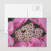 ラケチャップアジサイ葉書 ポストカード (正面/裏面)