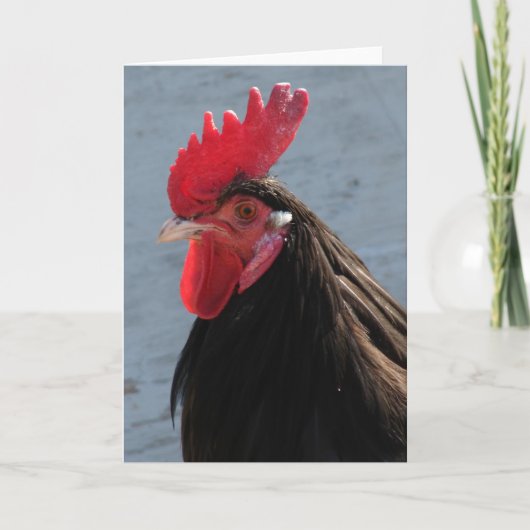 ラケンベルダールースター カード (正面)