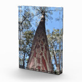 ラゲルシュポンデローサパインアクリルブロック フォトブロック (右)