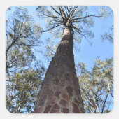 ラゲルシュポンデローサパインステッカー スクエアシール (正面)