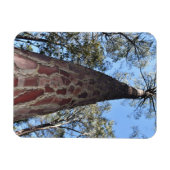 ラゲルシュポンデローサパインフレキシブルマグネット マグネット (横)